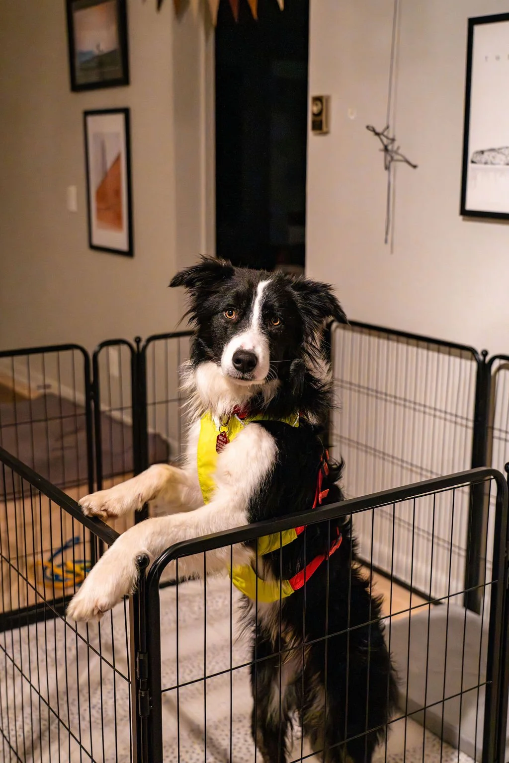 Fergal standing in pen.JPG