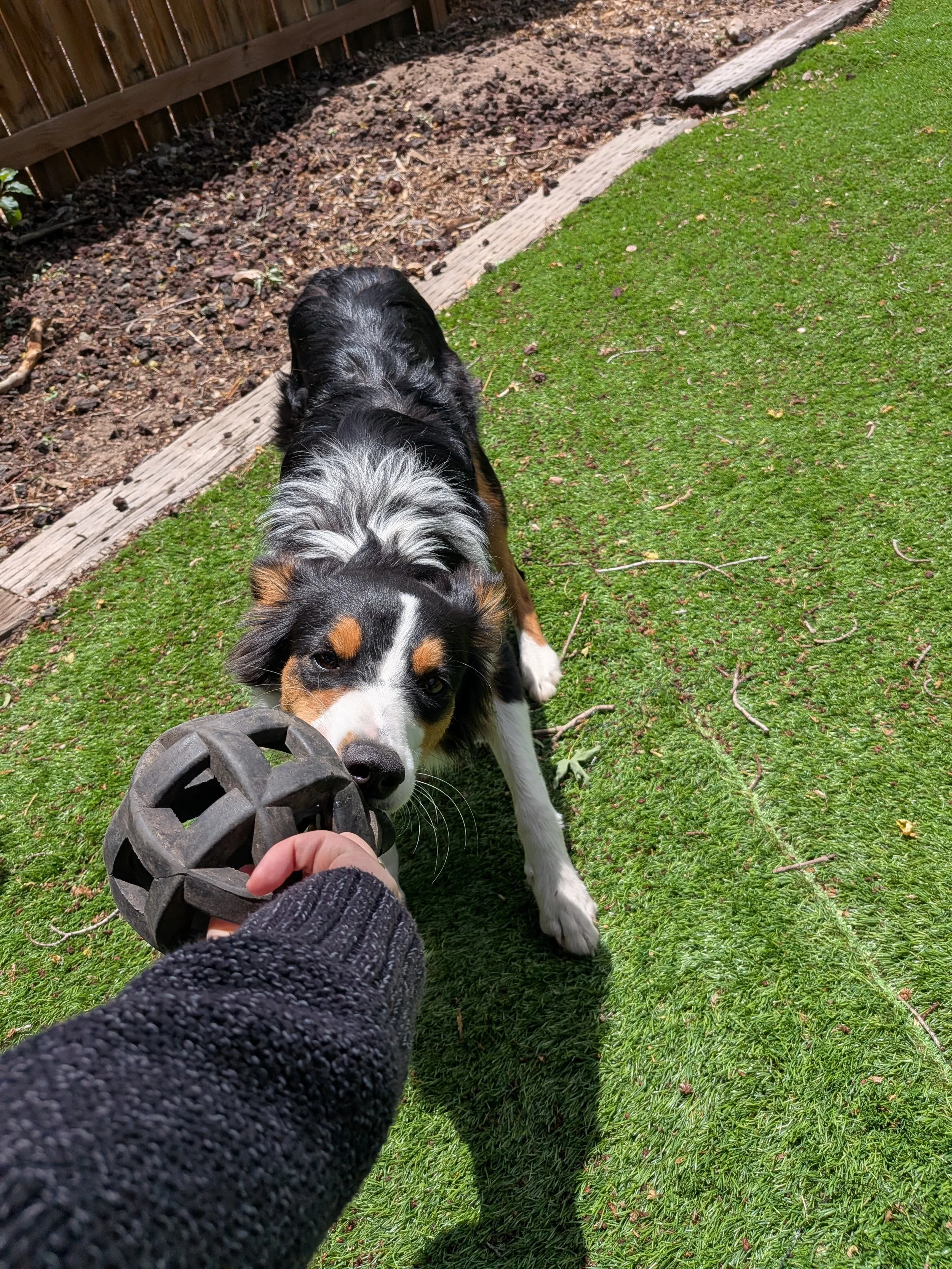 Indy tugging.jpg