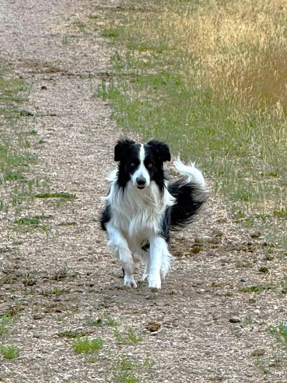 Bridger running.jpg