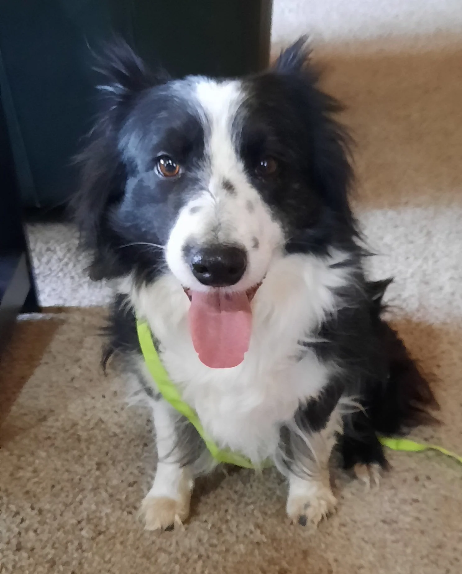 Ashi sitting