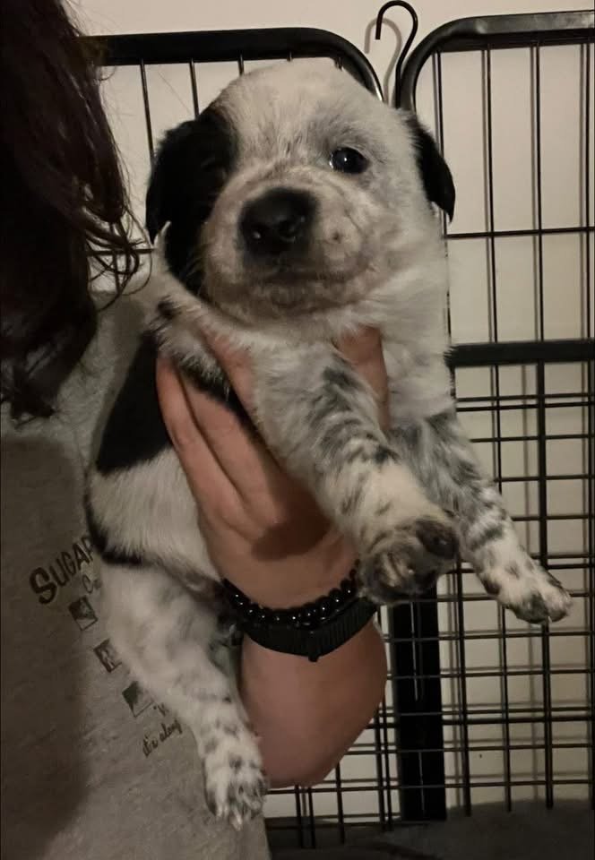 Bee puppy.JPG