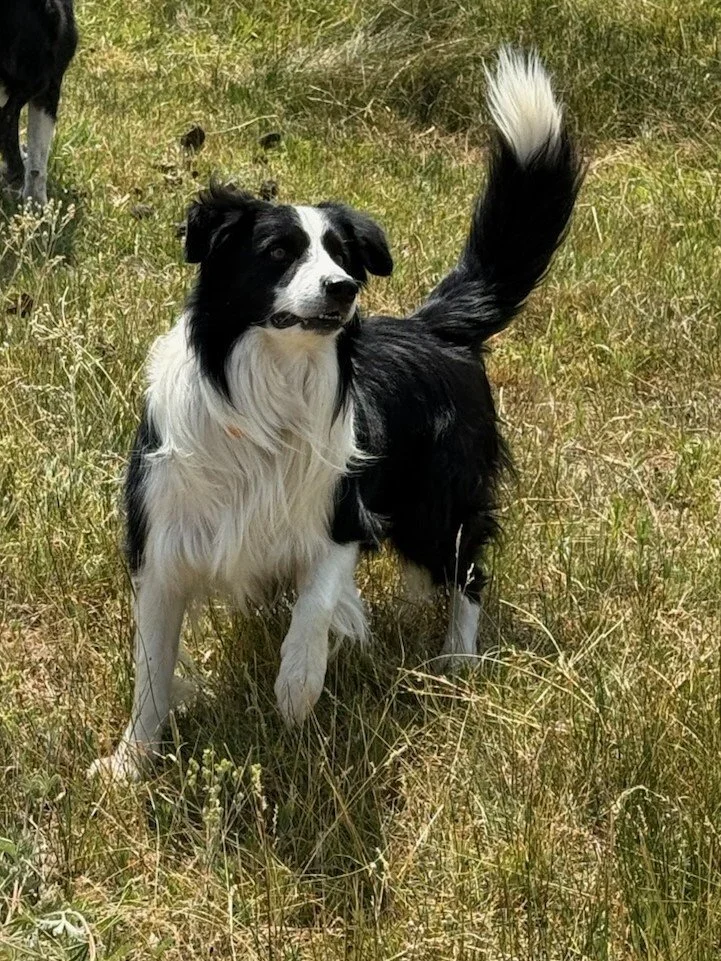 Bridger in grass.jpg