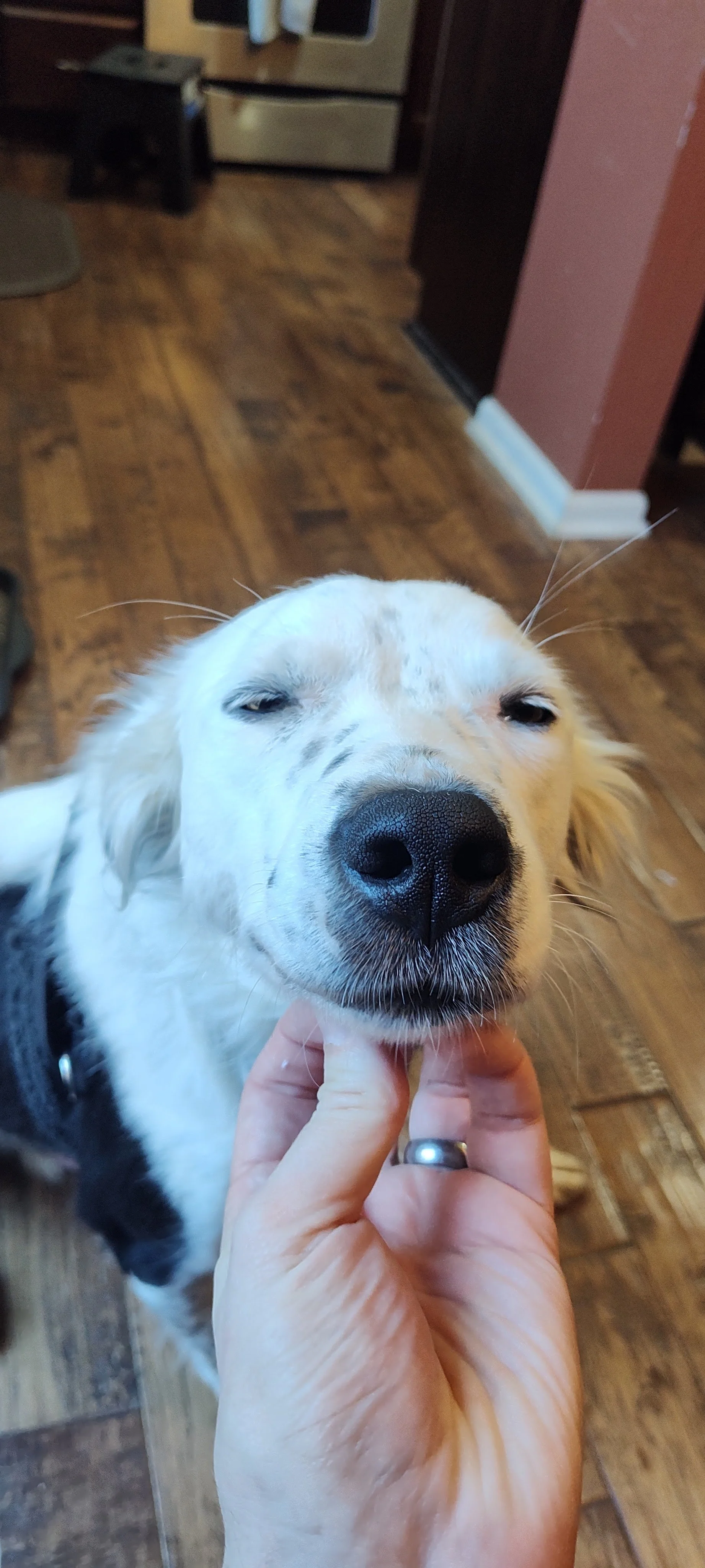Teddy chin scritches.jpg
