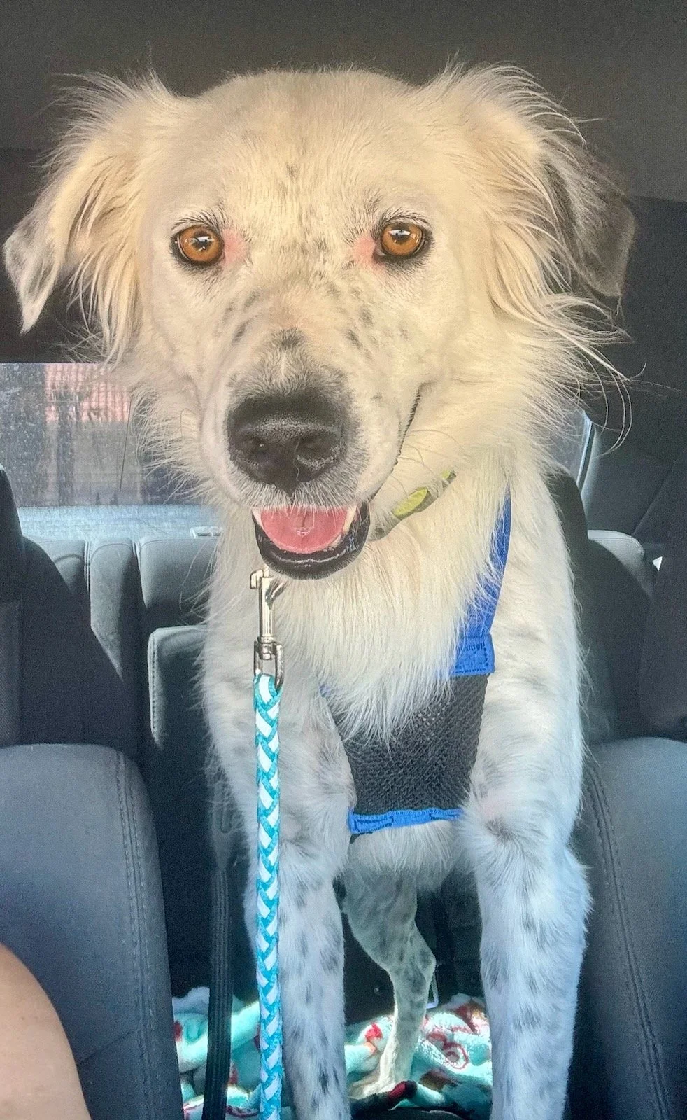 Teddy in car.jpg