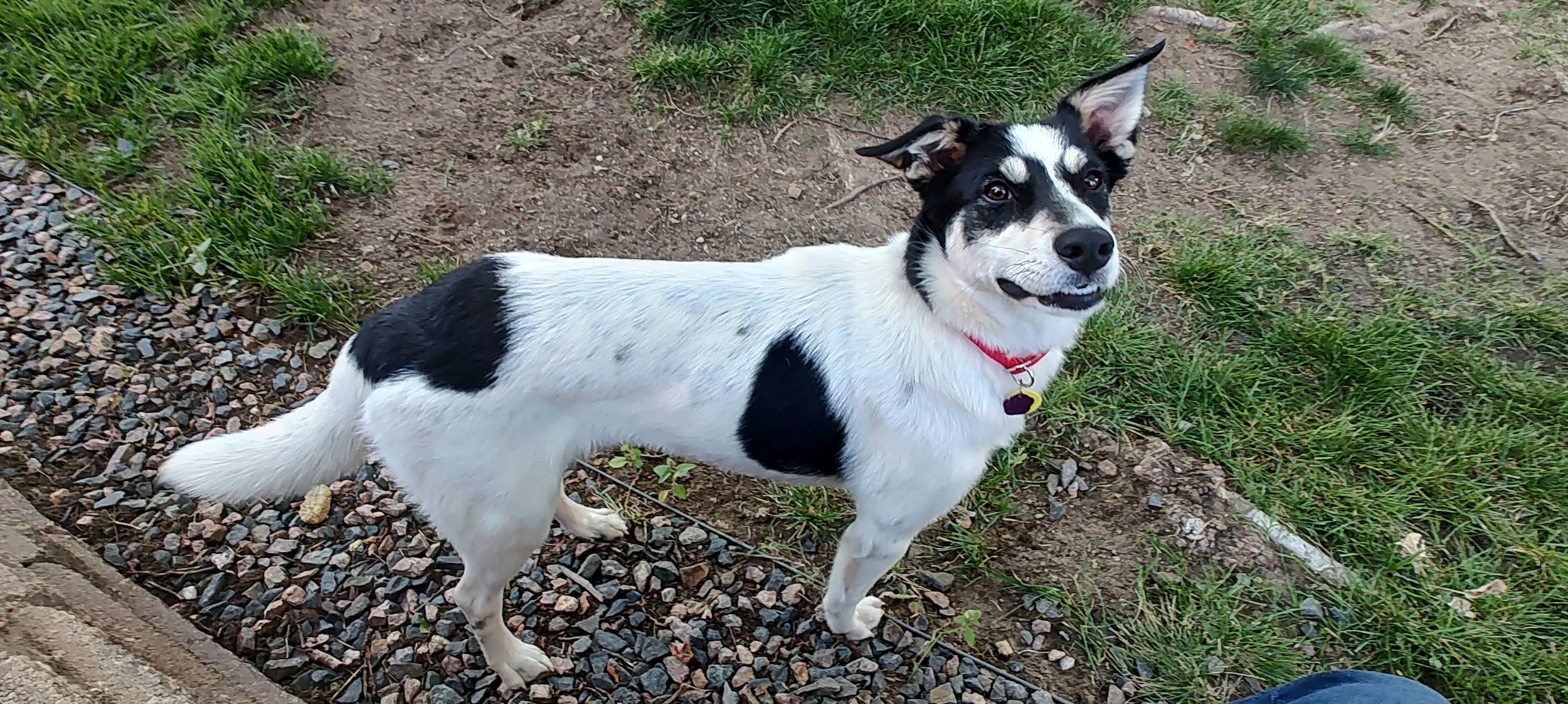 Robyn standing in grass.jpg