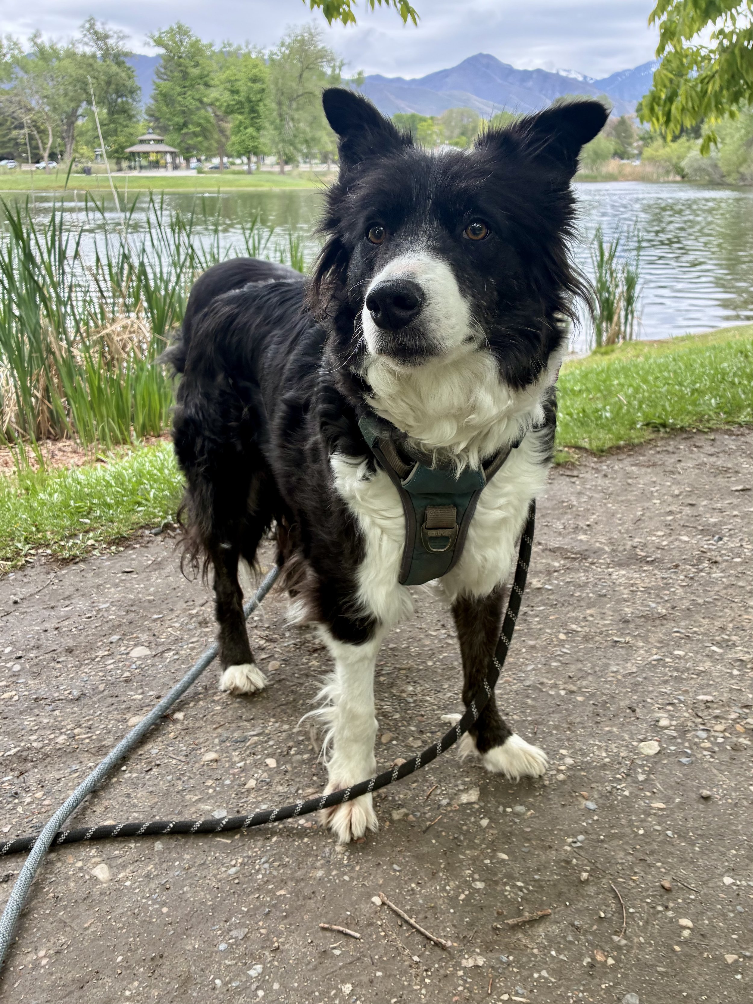 Lizzie by lake.jpeg