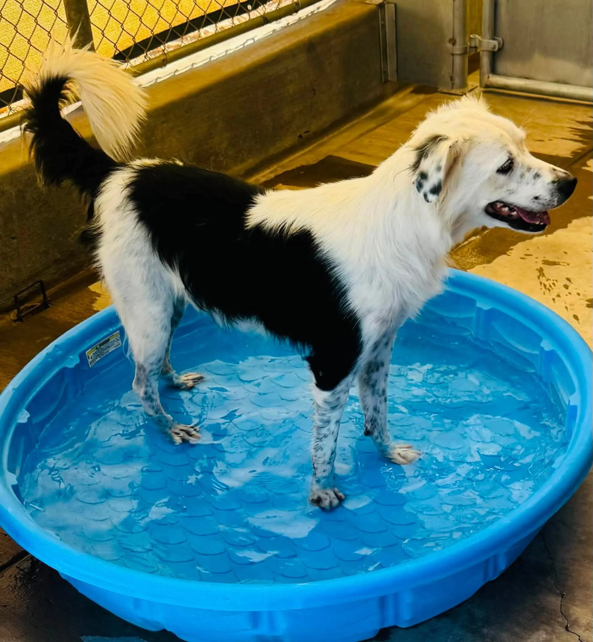 Teddy water.jpg