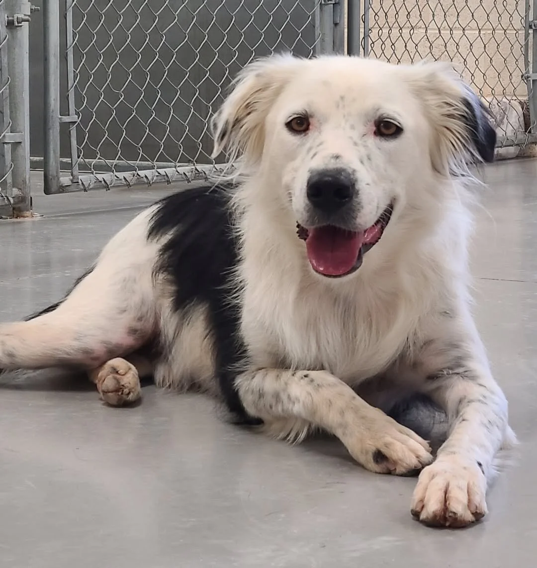Teddy in shelter.jpg