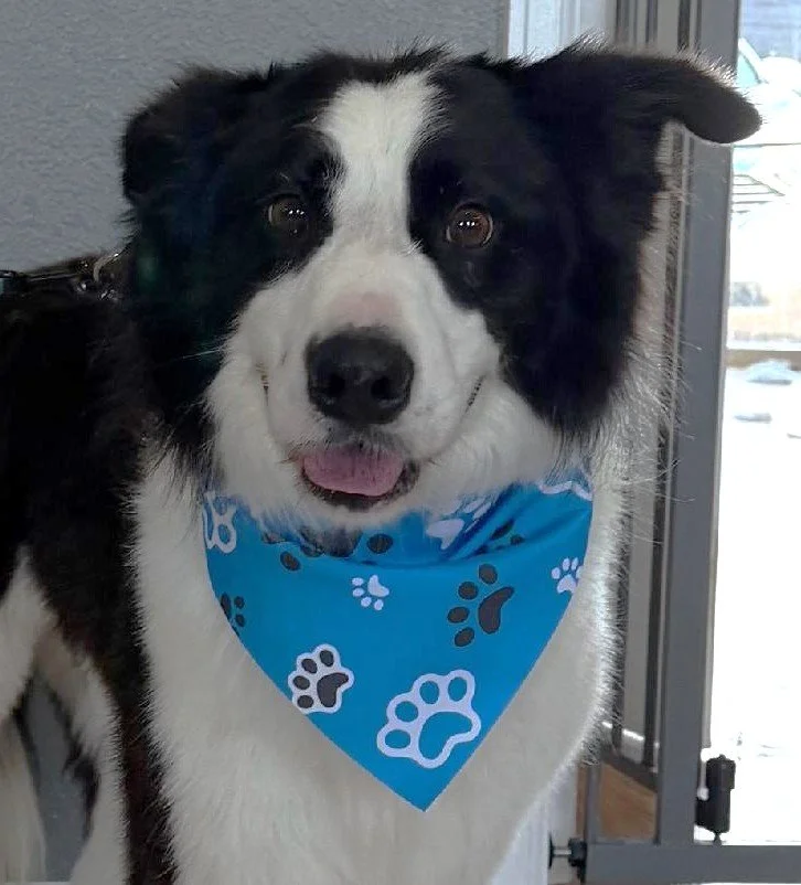 Finn
