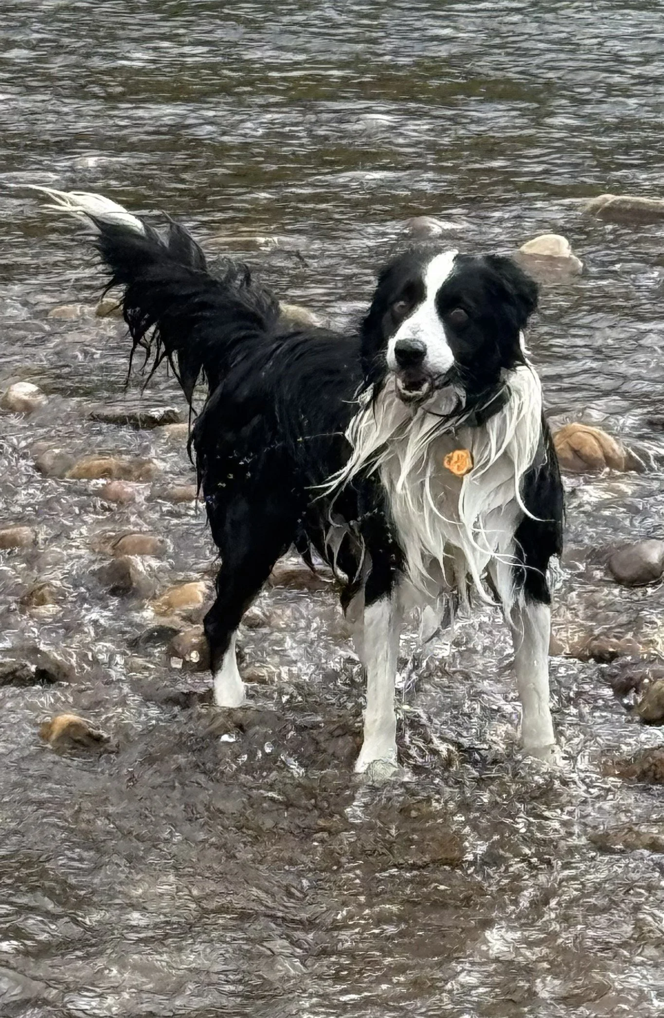 Bridger in water.jpg