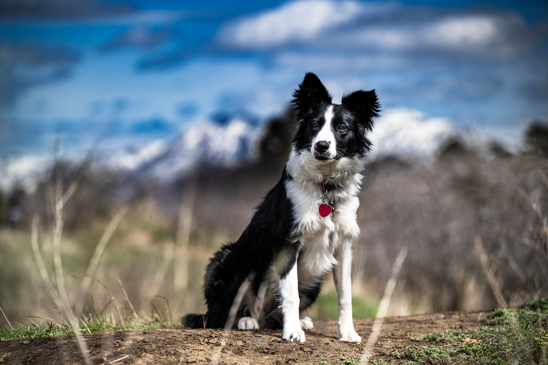 Animal Shelter Border Collie Rescue Centre Near Me Border Collie