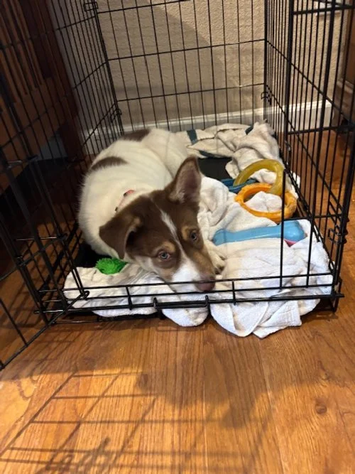 Yang in crate.jpg