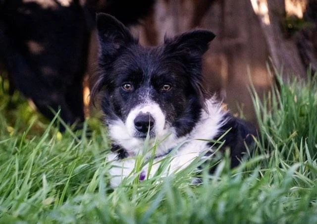 Lizzy in grass.jpg