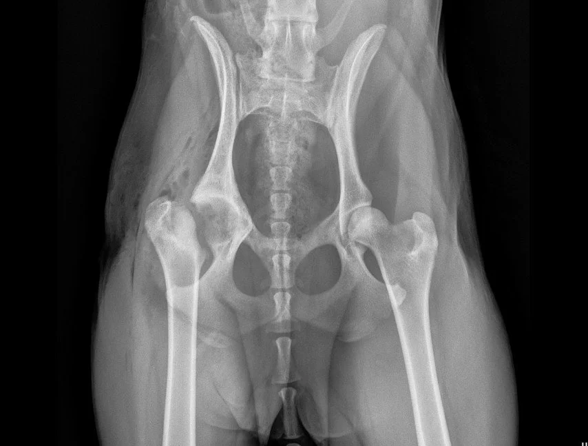 Robyn- post sx x ray.jpg