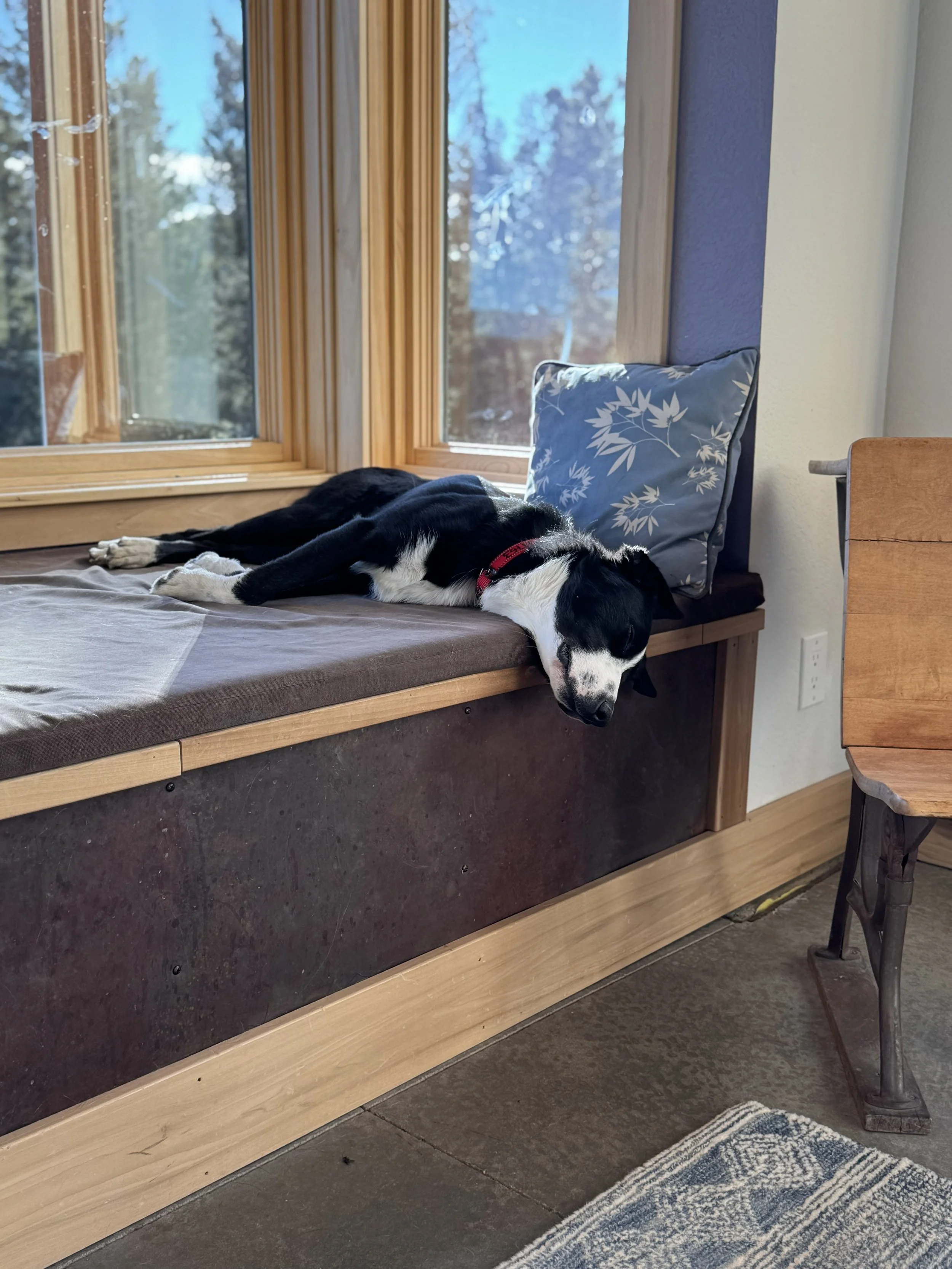 Bruni sleeping on window seat.jpg