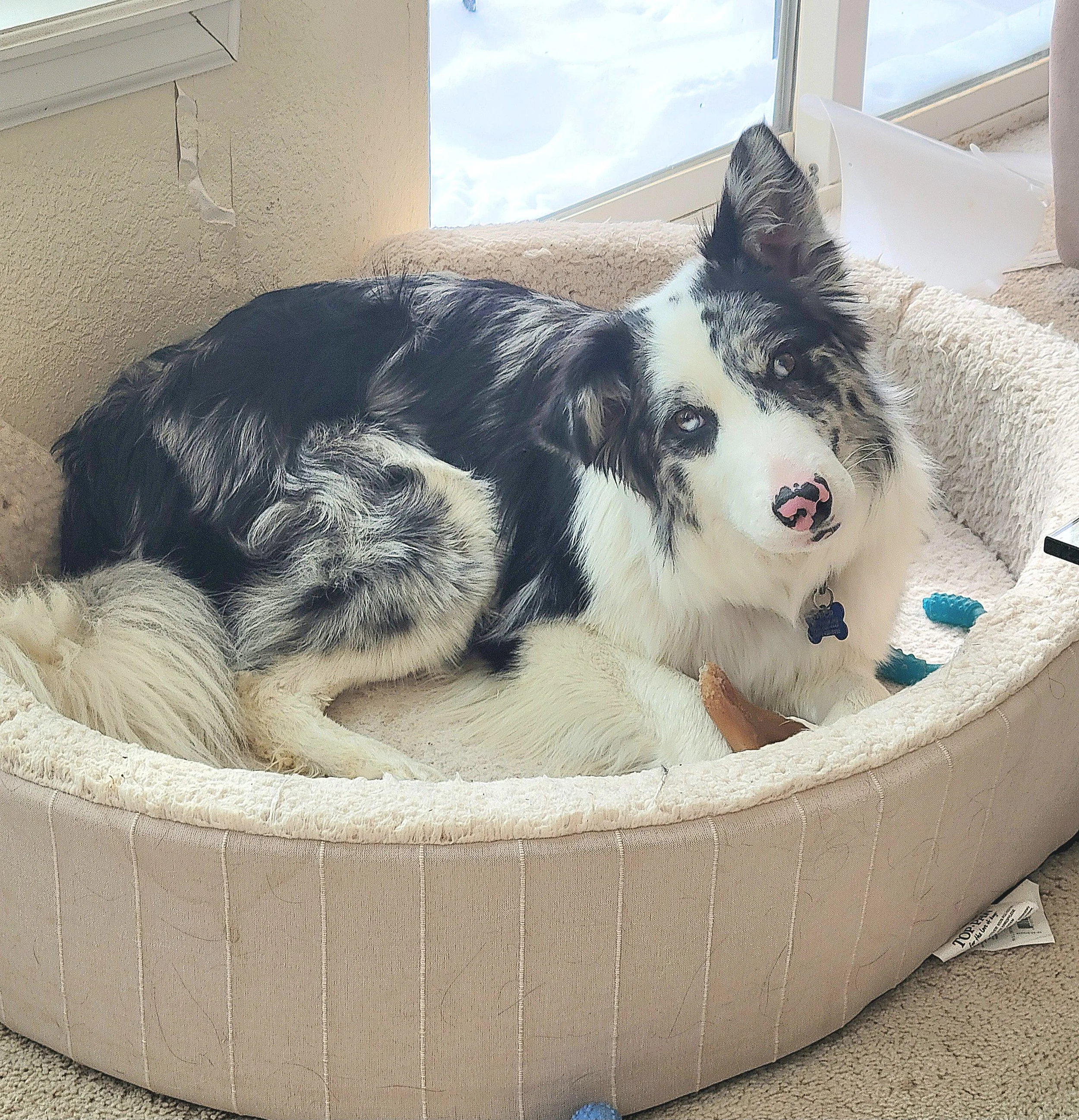 Riley dog bed.jpg