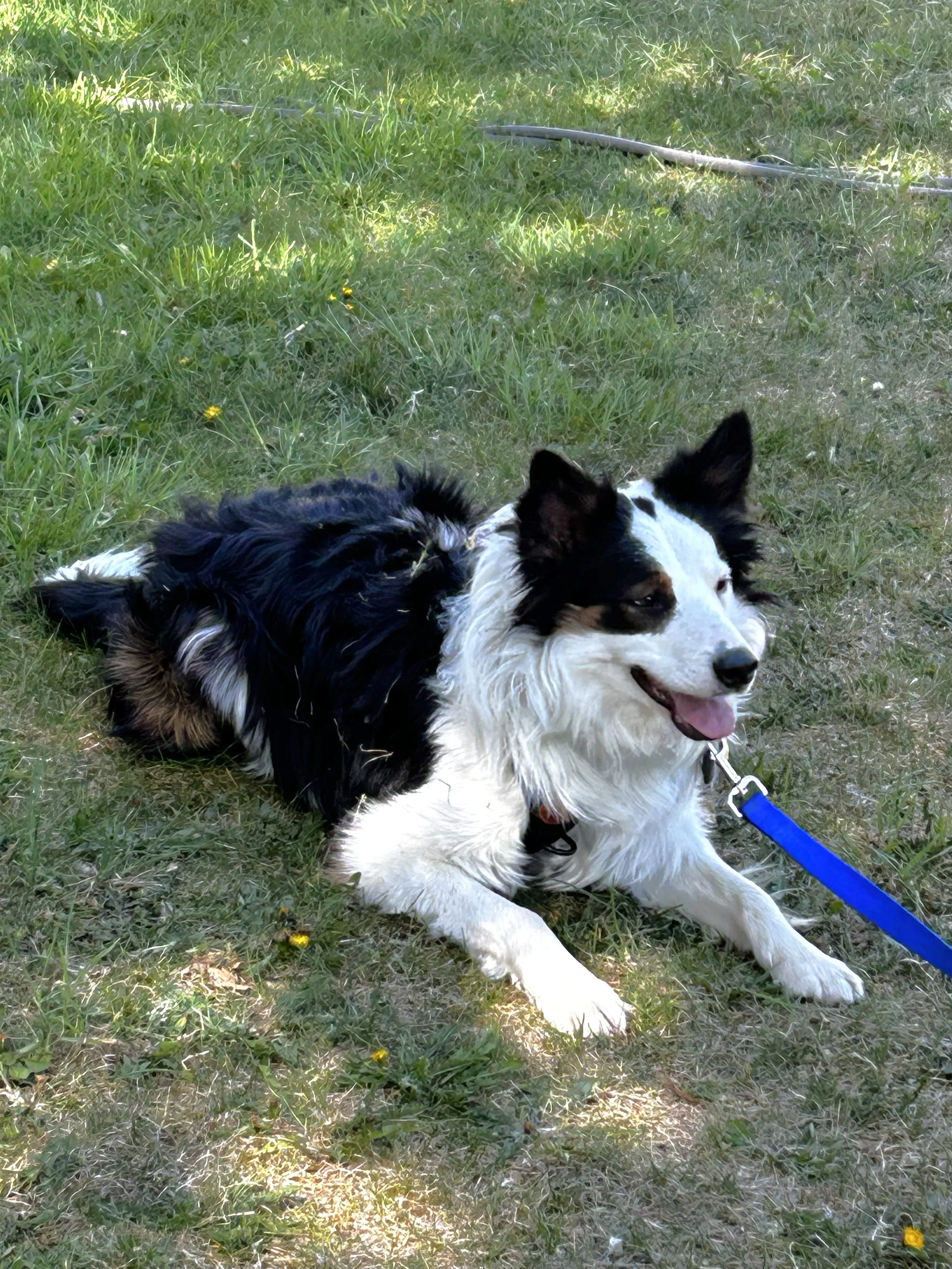 Oscar in grass.jpg