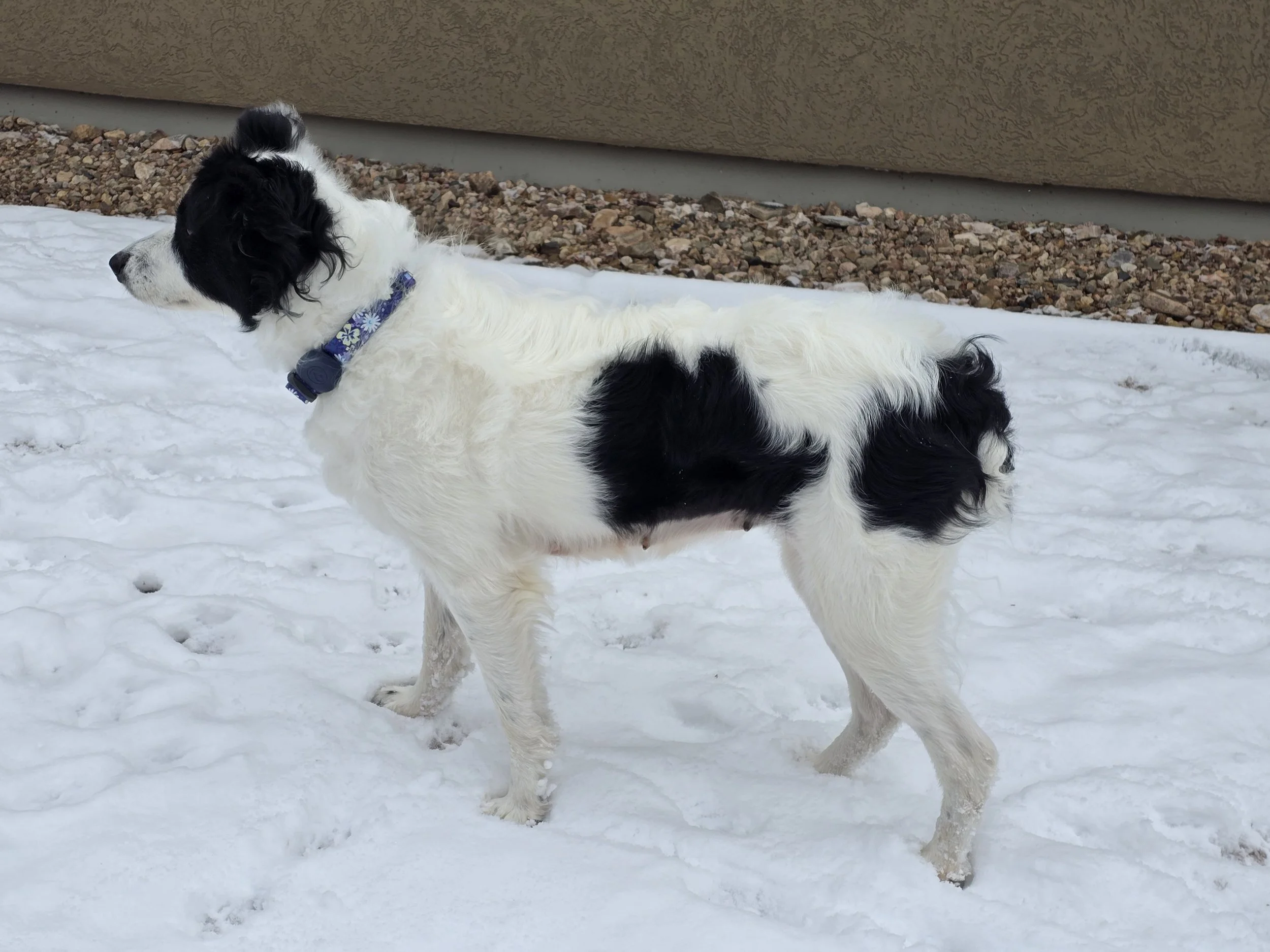 Sophie side view.jpg