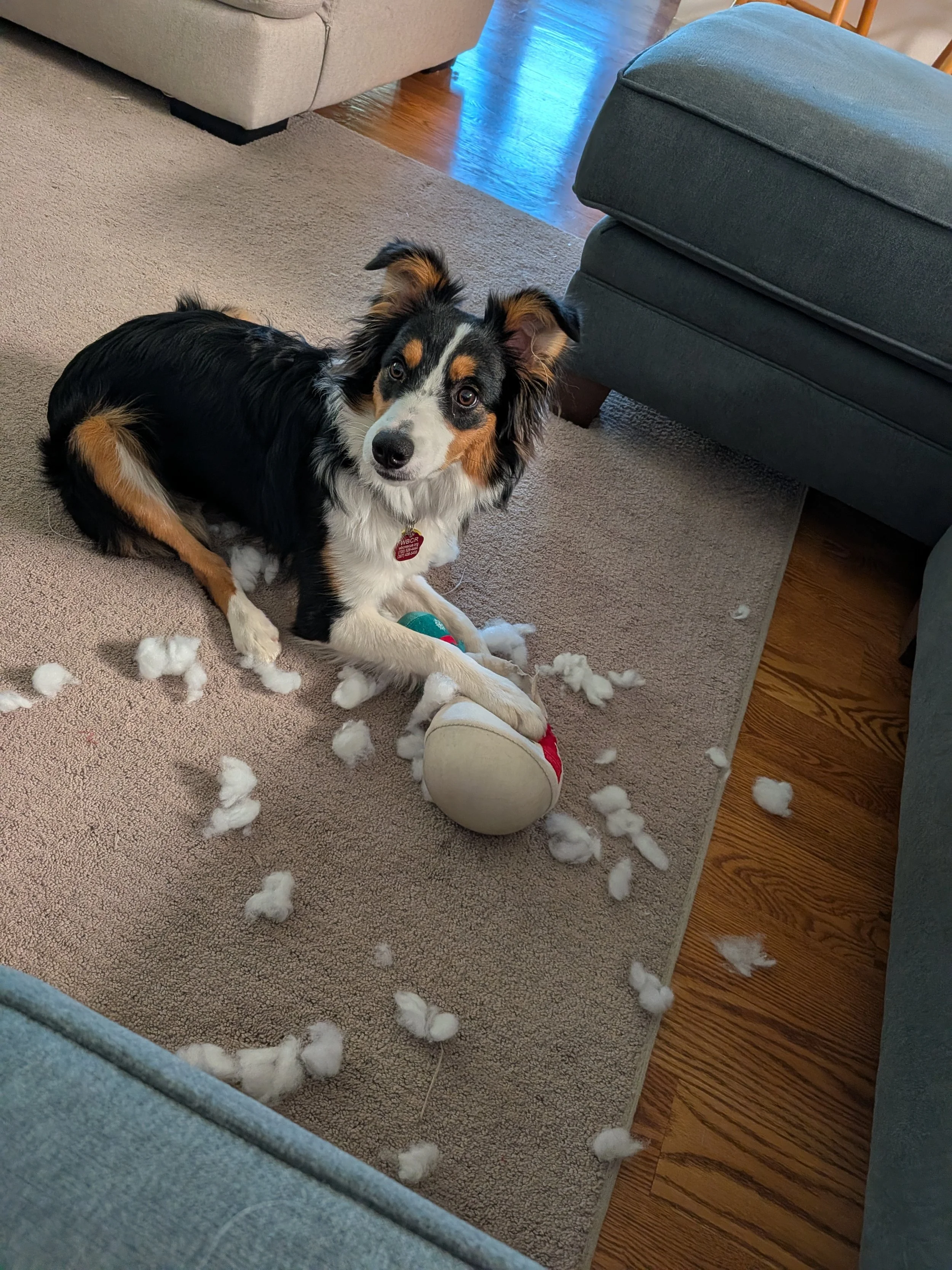 Indy naughty.jpg