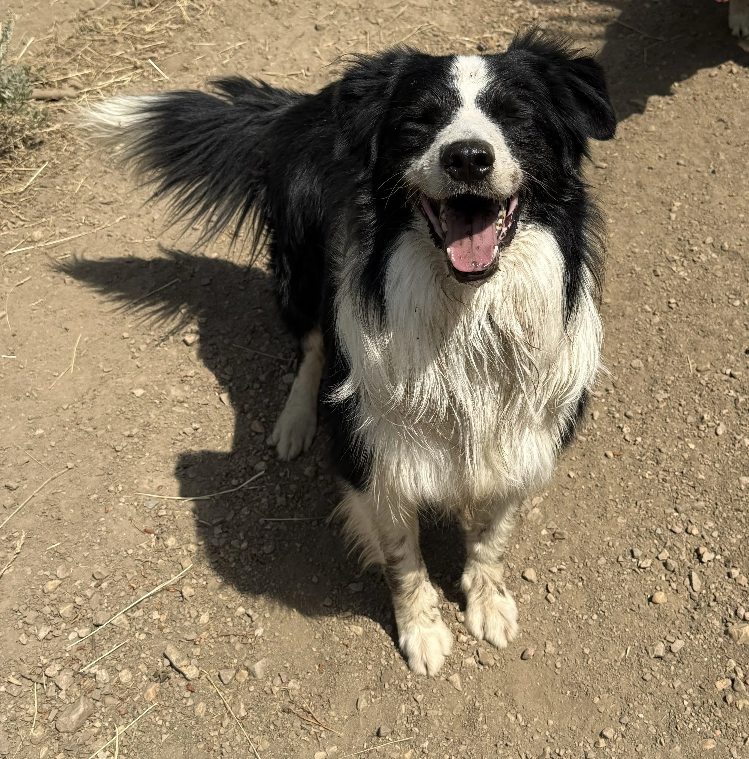 Bridger smile.jpg