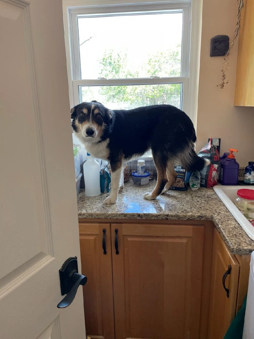 Zito counter surfing- not allowed