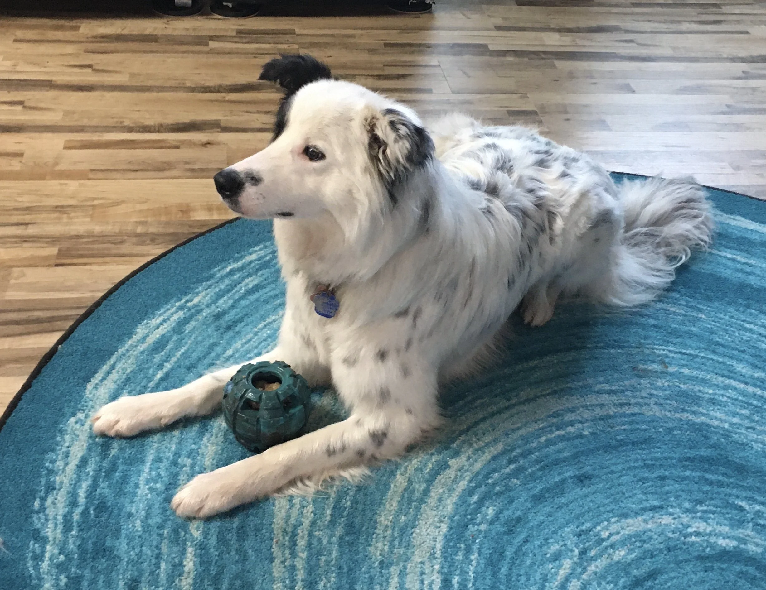 Keller laying.jpeg