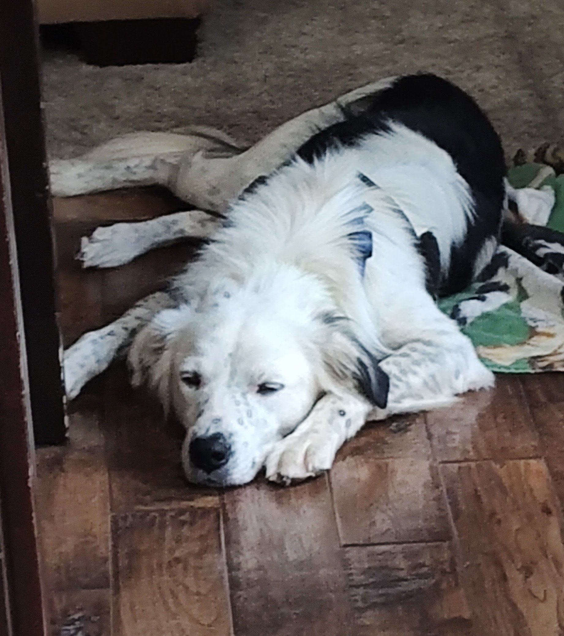 Teddu laying on floor.jpg