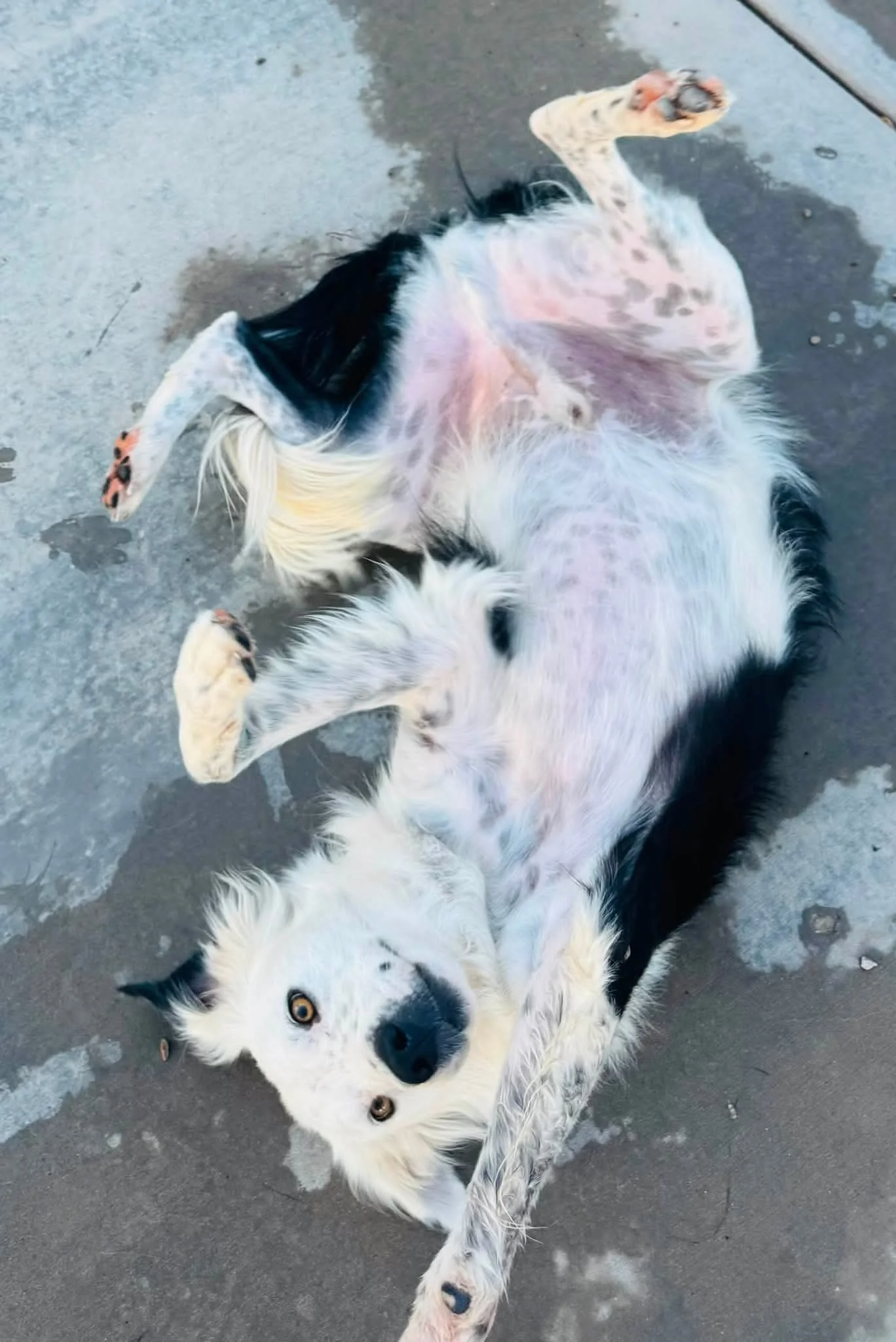 Teddy Belly.jpg