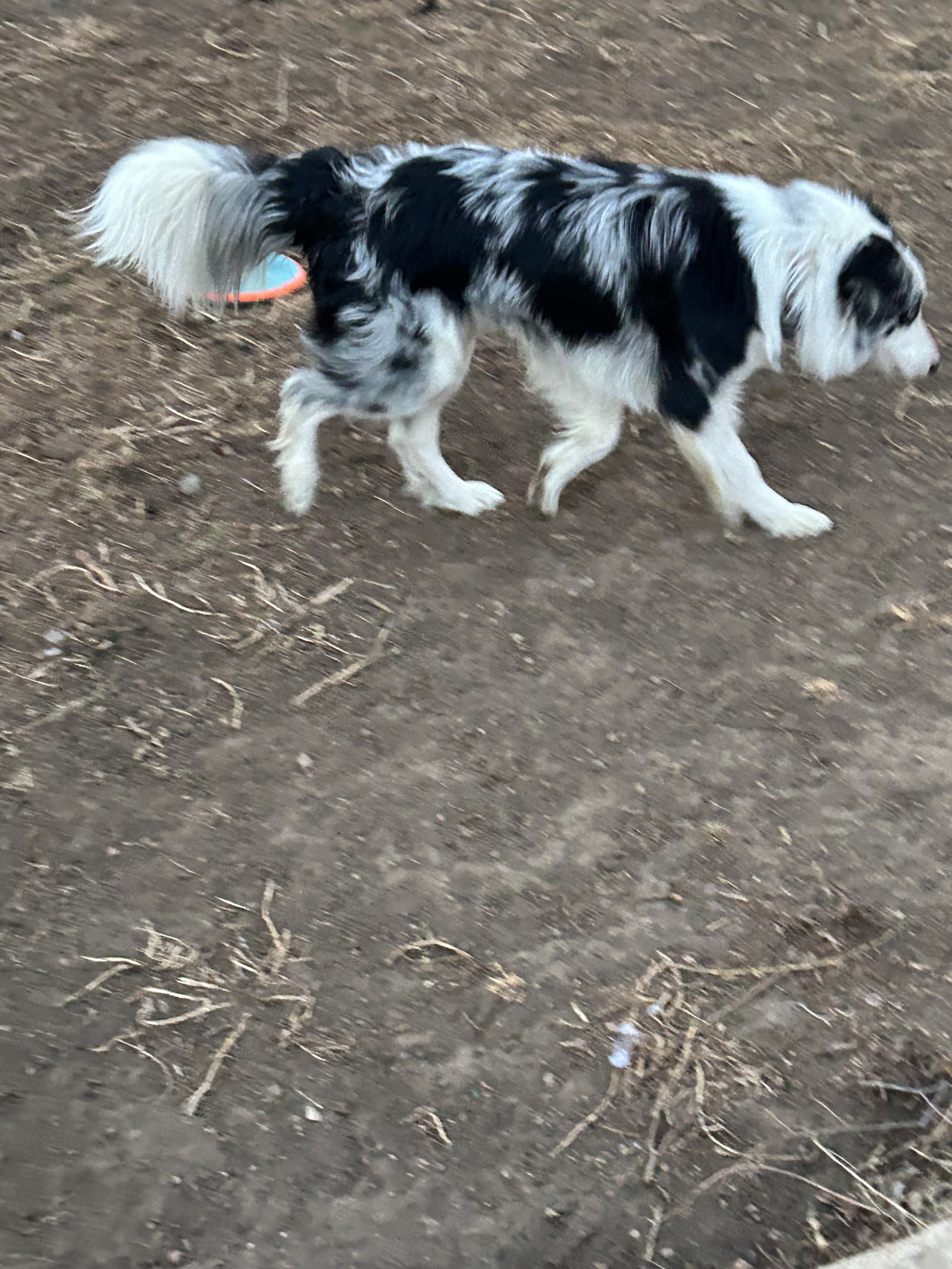 RIley side view- uncropped.jpeg