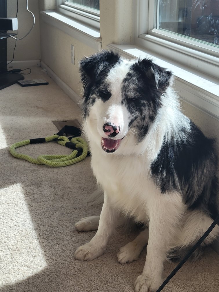 Riley inside sitting.jpeg