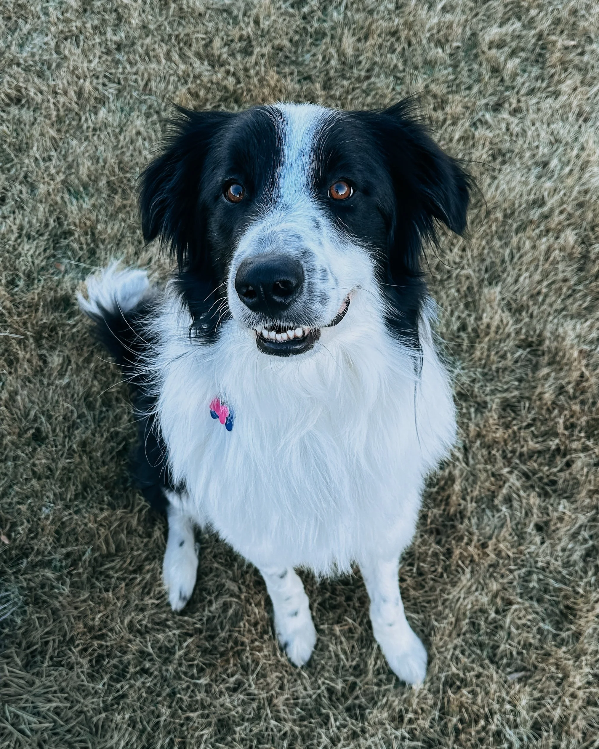 Kip sitting in grass.jpg