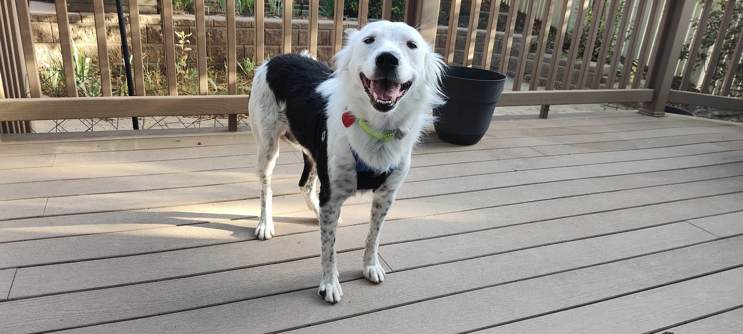 Teddu full body on deck.jpg