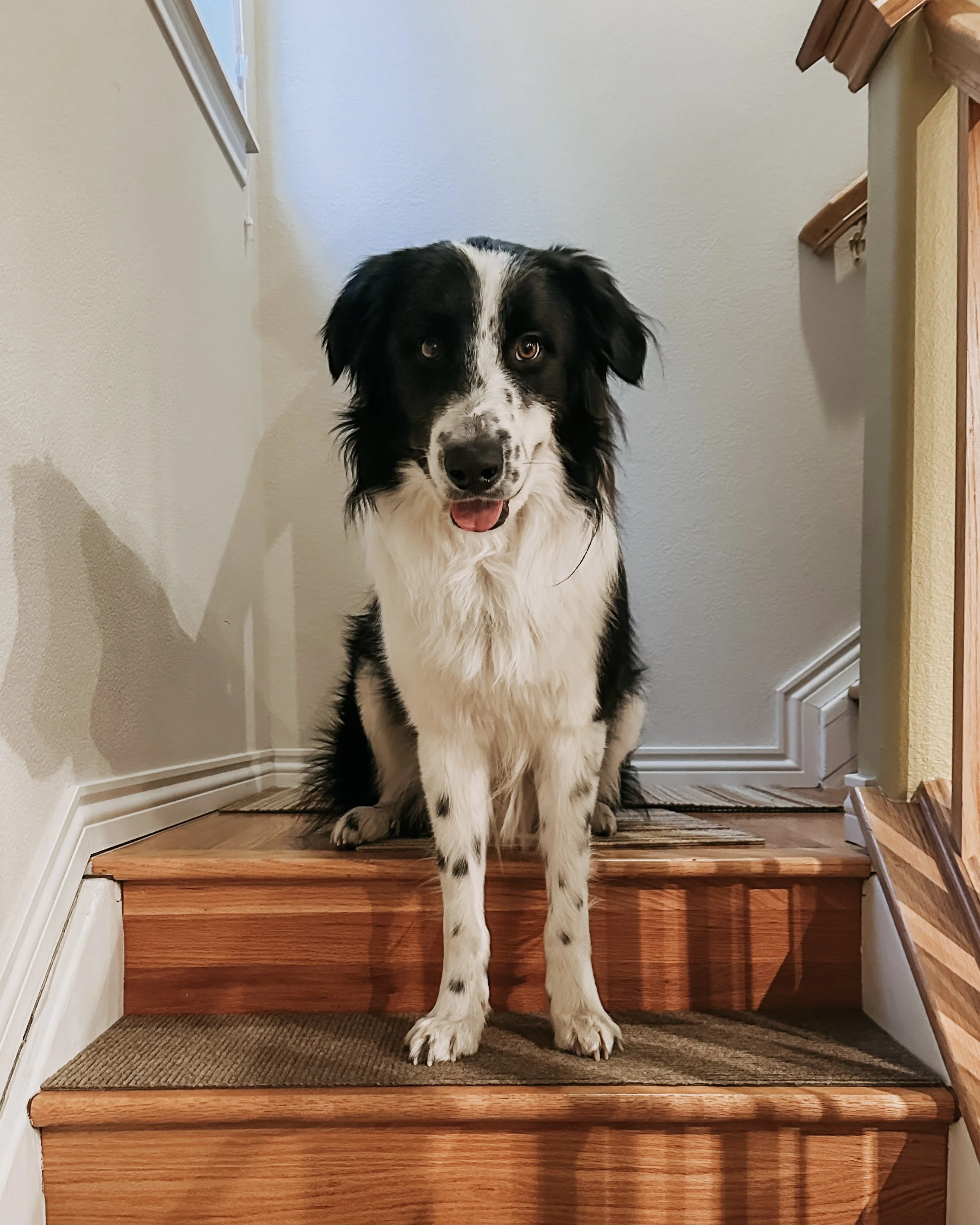 Kip on stairs.jpg