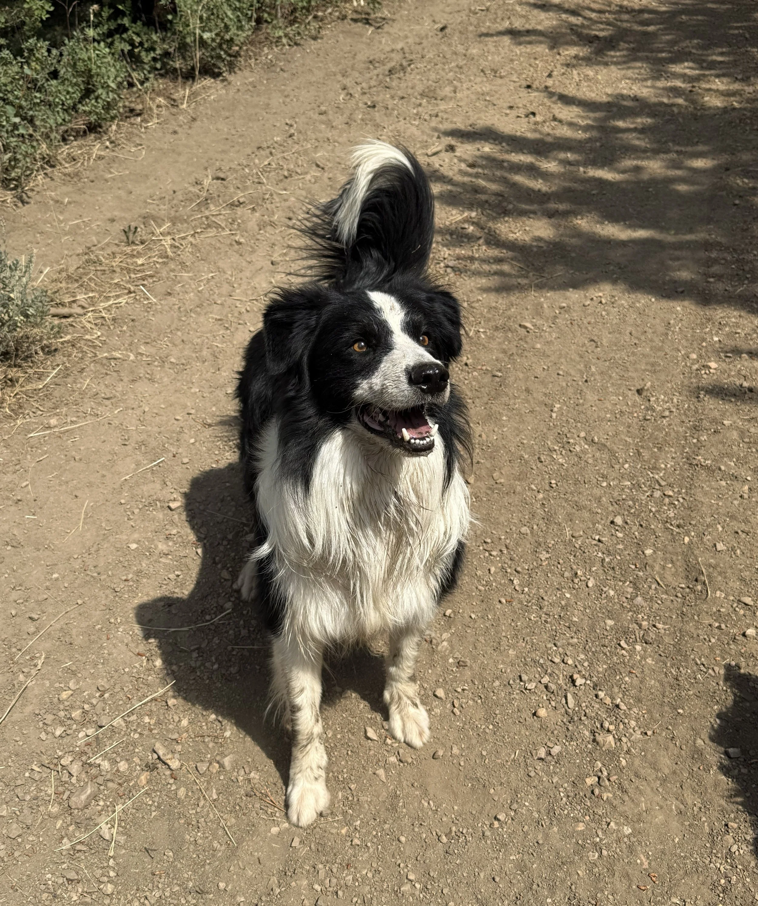 Bridger on dirt.jpg