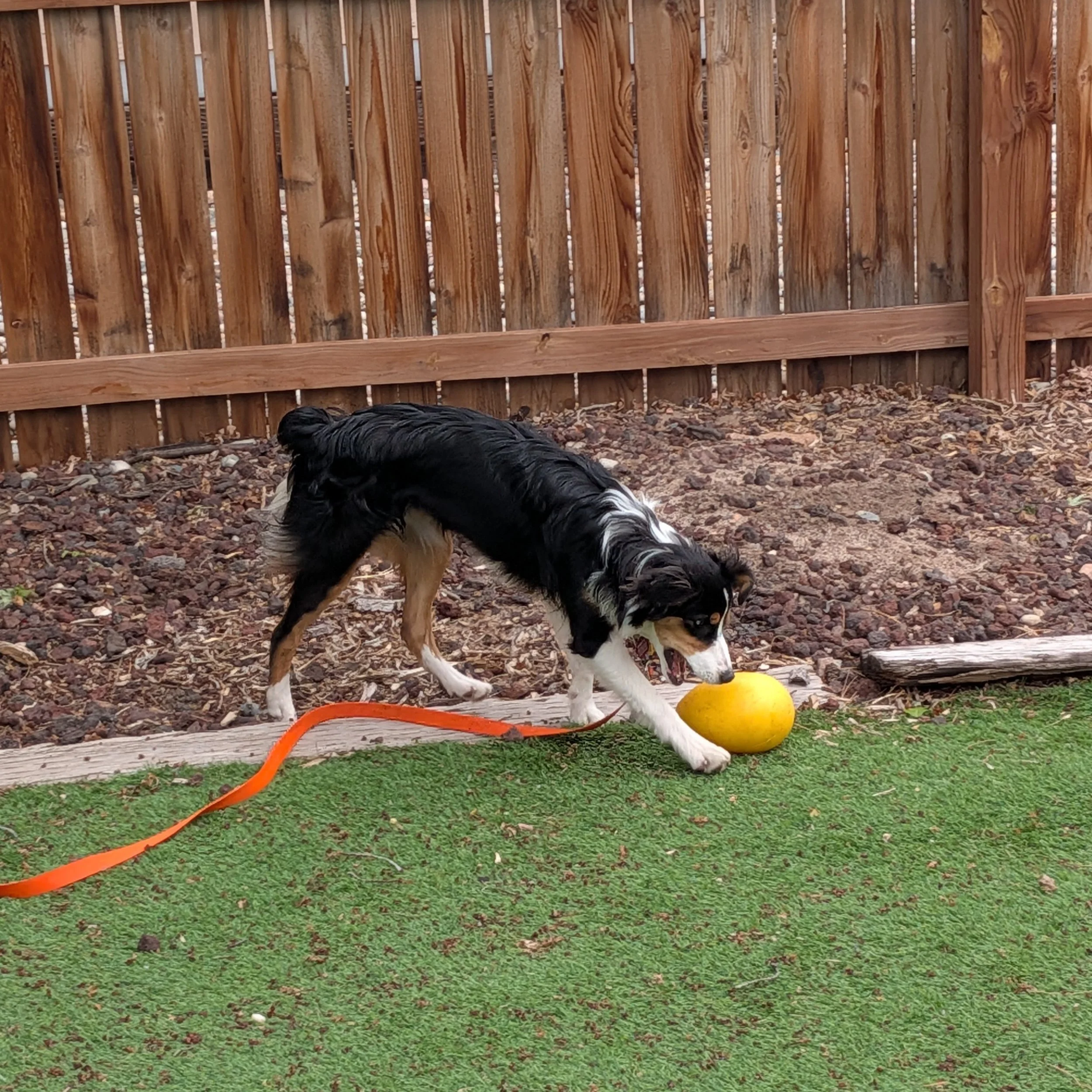 Indy playing with egg.jpg