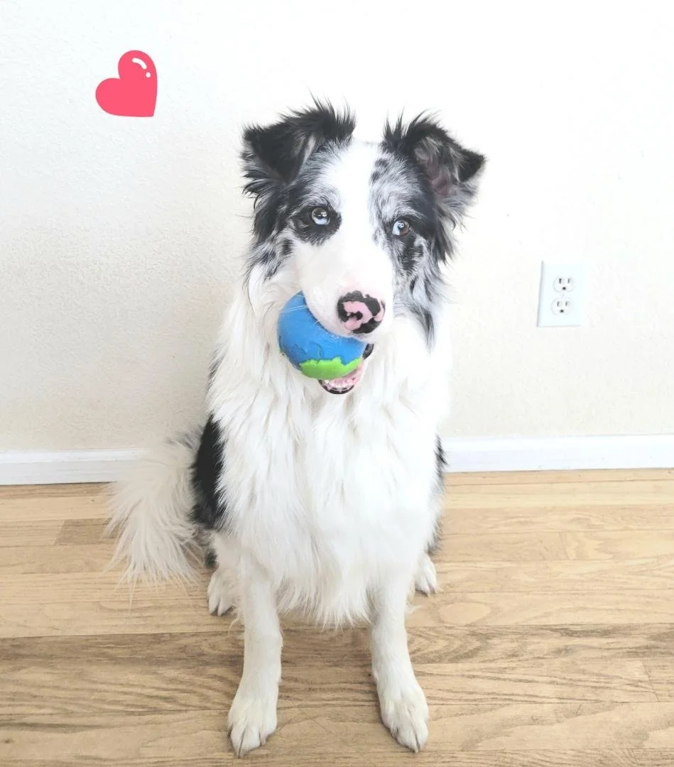 Riley ball in mouth.jpg