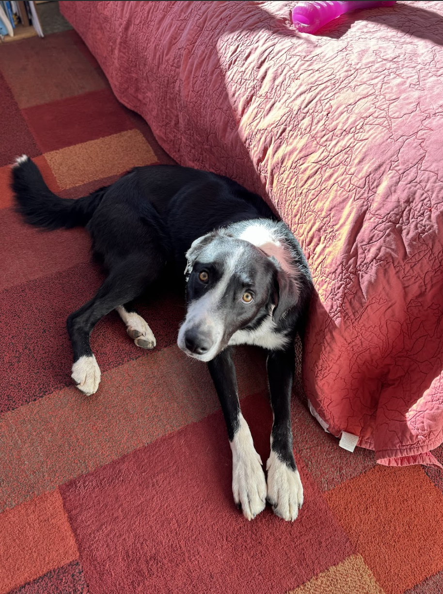 Screenshot 2026-01-25 at 11.51.41 AM.png