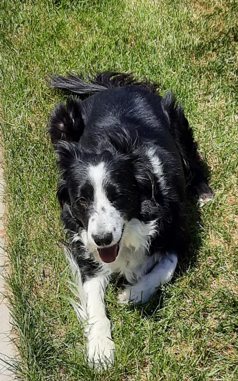 Ashi in grass