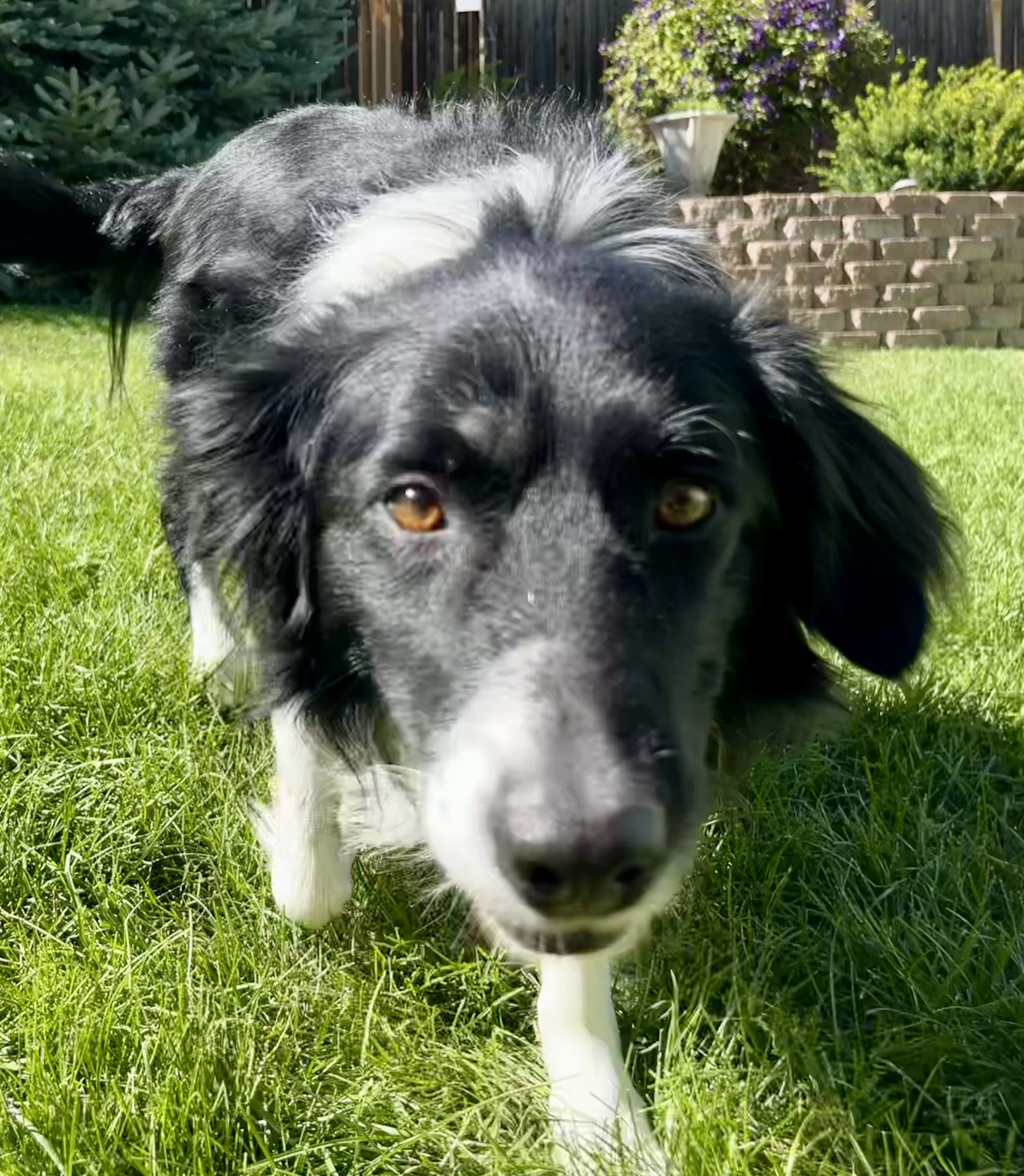 Koda
