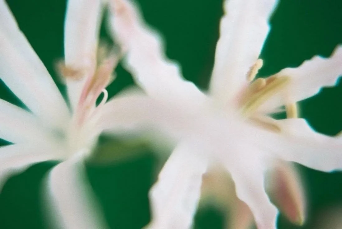 Abstract close-up of white flowers with green background