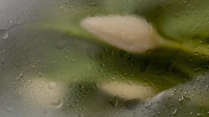 Blurry white flowers behind foggy glass with water droplets.