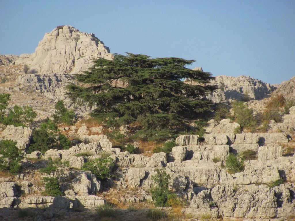Sparse desert landscape with a large pine tree, rocky terrain, and mountainous background under a clear blue sky.