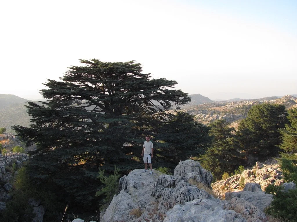 Cedars of God above Bsharri, the birthplace of Kahlil Gibran.