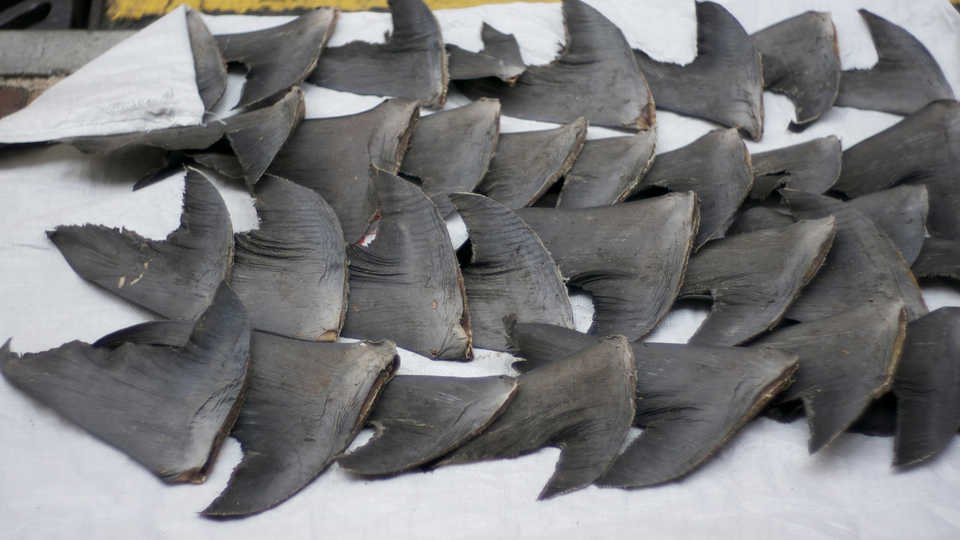 Civil Forfeiture: How 32 Tons of Shark Fins Appealed in Court