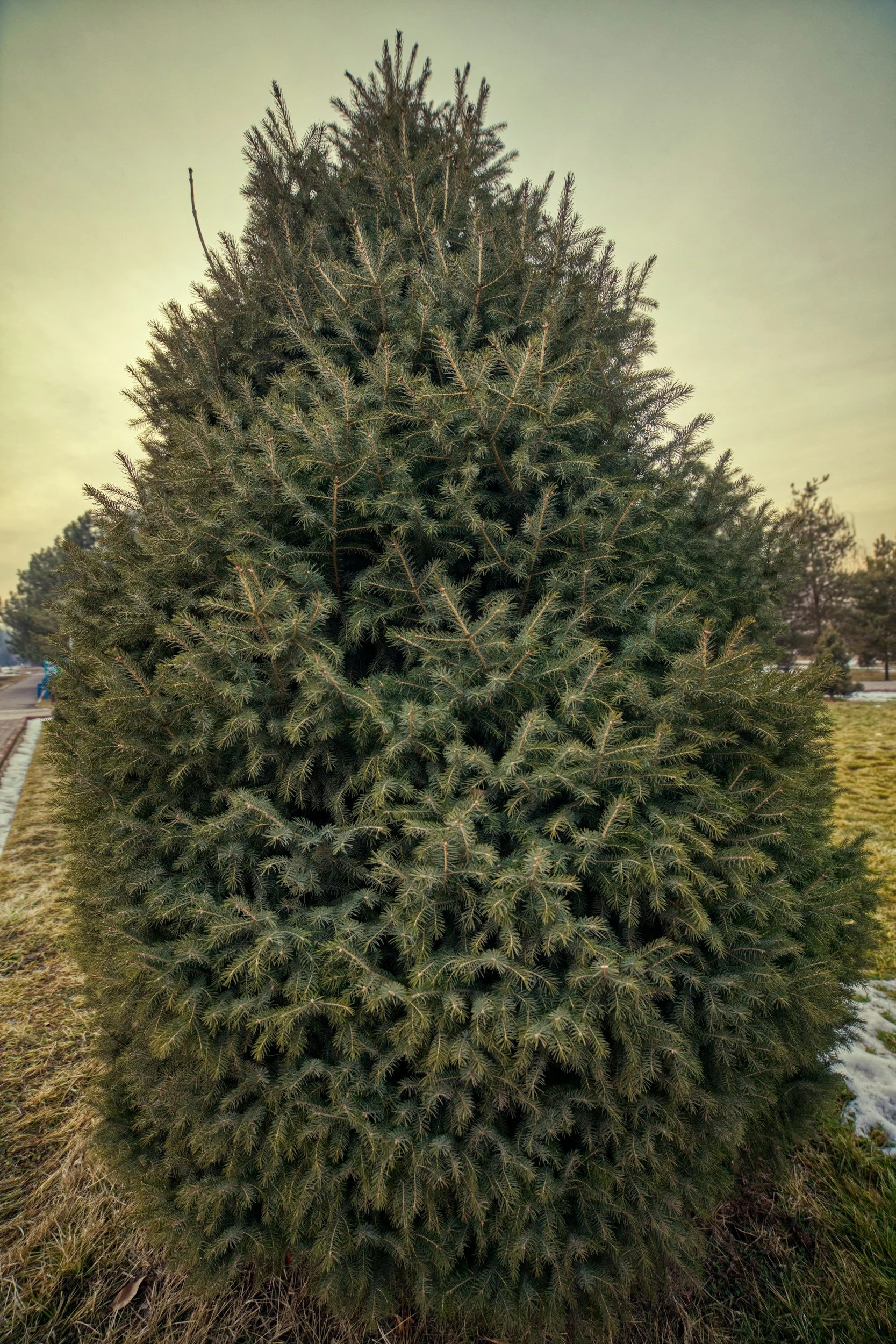 A two-story house decorated with white Christmas lights outlining the roof and windows at night. The house has black shutters, a front door with a wreath, and a garage door. The yard has bushes and trees also decorated with white lights, and a dark sky serves as the background.