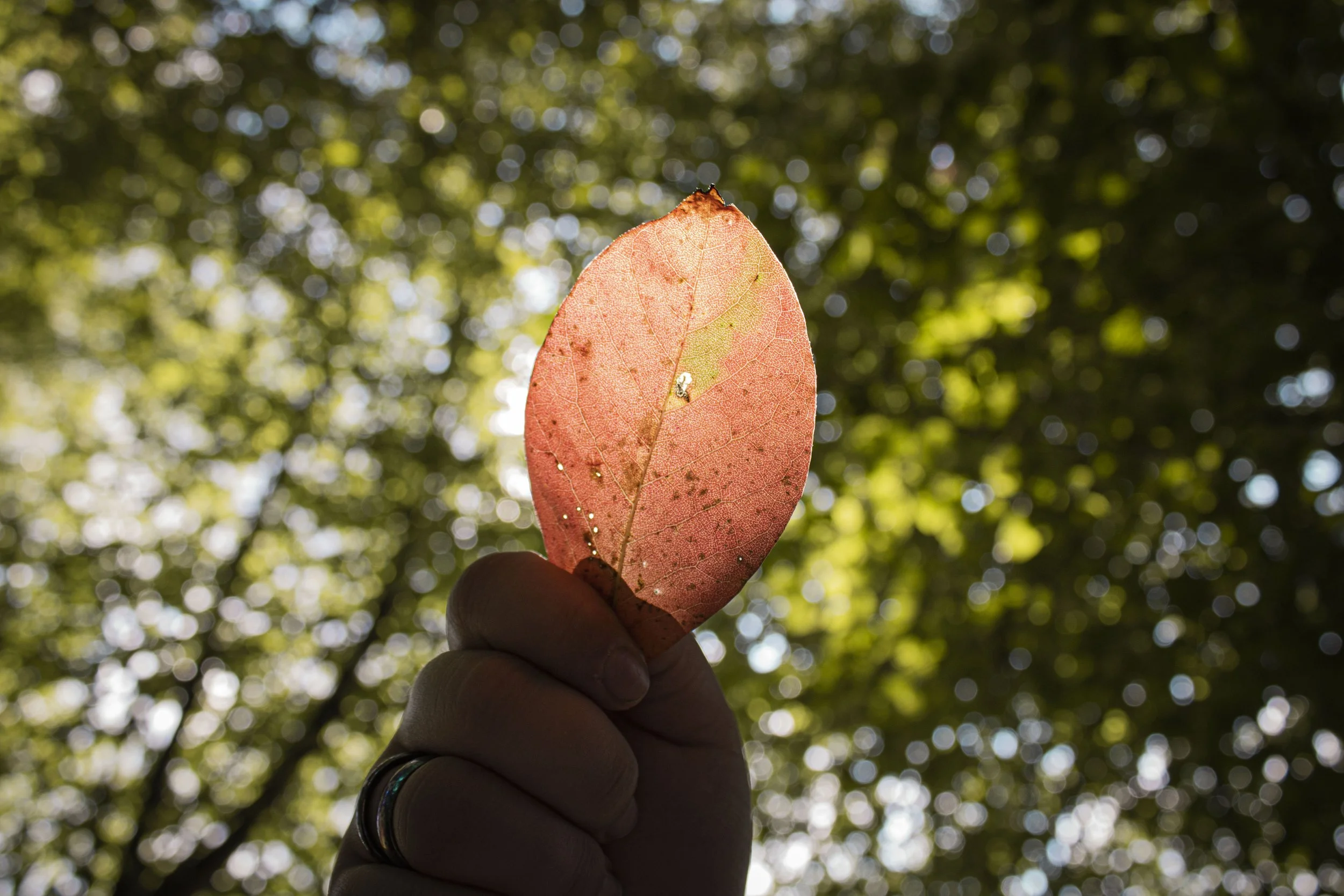 RedLeaf.jpg