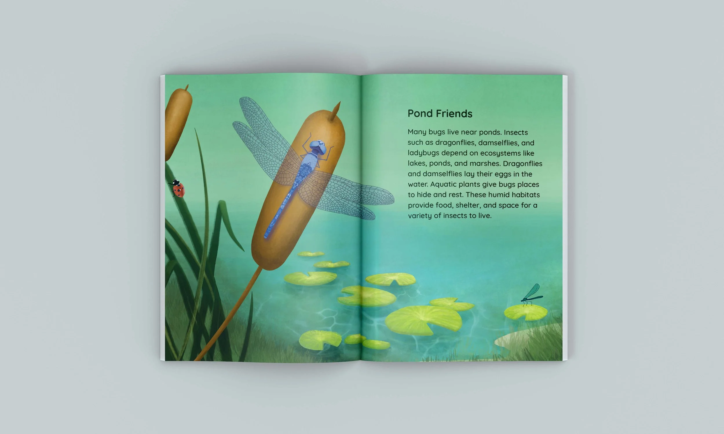Pond Friends illustration