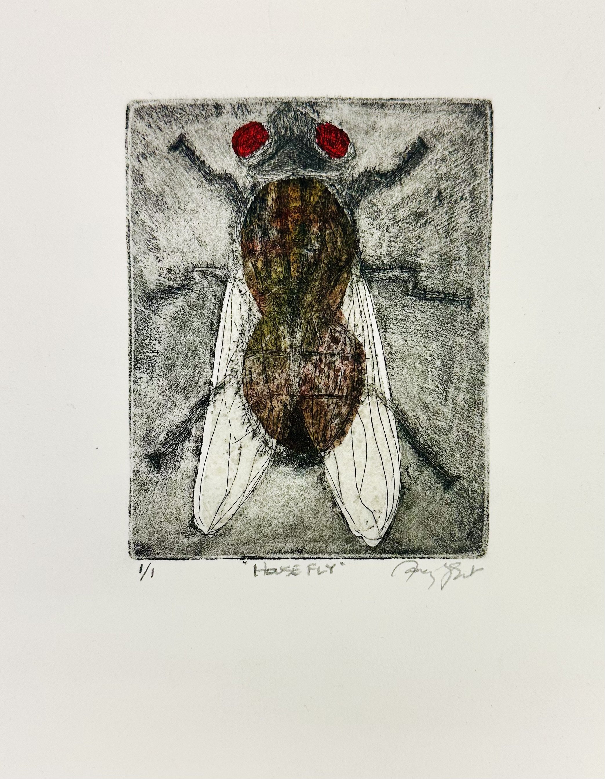 HOUSE FLY / 2024/
Line Etching, Aquatint Chine Collé/
3" X 5"/
A common pesky house fly.