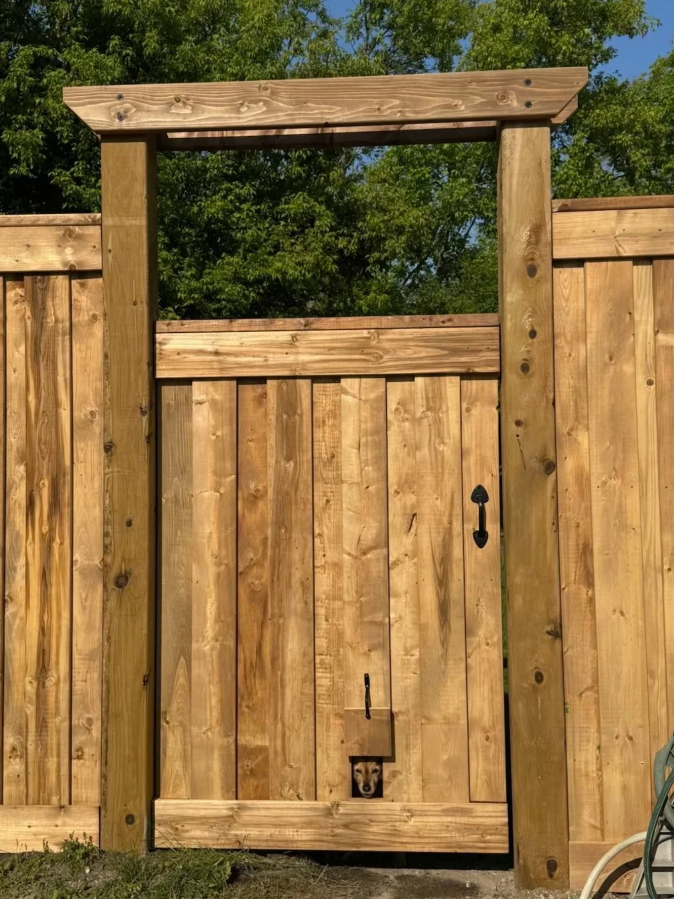 A wooden fence with a small dog peeking through a dog door at the bottom.