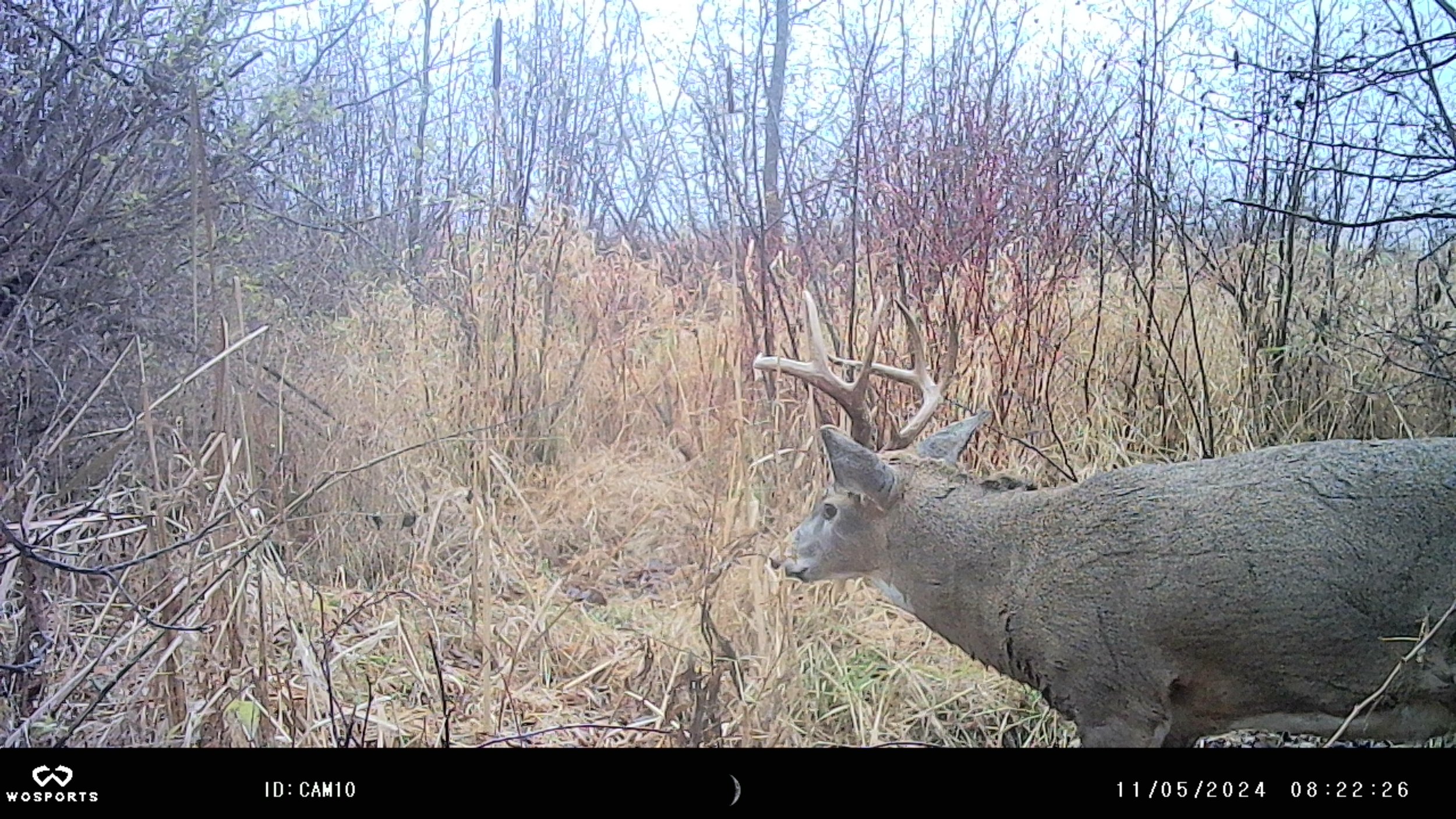Self Guided White Tail Hunt (Copy)